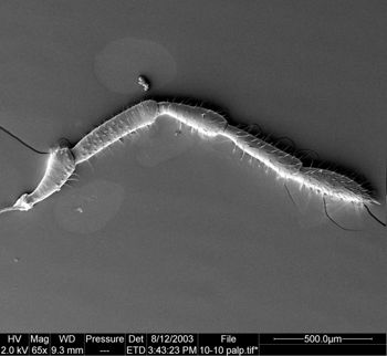 Media type: image;   Invertebrate Zoology 134645